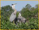 Great Blue Heron and Chicks
