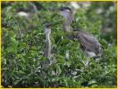 Great Blue Heron Chicks