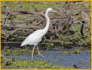 Great White Heron