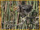 Green Heron Chick
