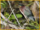 Green Heron