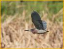 Green Heron