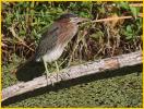 First Summer<BR>Green Heron