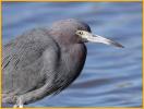 Little Blue Heron