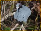 Little Blue Heron<BR> Preening