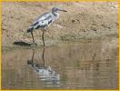 First Spring<BR>Little Blue Heron