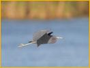 Little Blue Heron