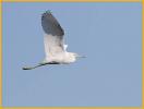 Juvenile<BR>Little Blue Heron