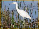 Juvenile<BR>Little Blue Heron