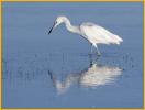First Spring<BR>Little Blue Heron