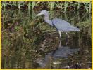 Little Blue Heron