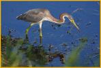 Juvenile <BR>Tricolored Heron