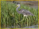 Tricolored Heron