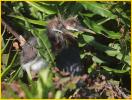 Tricolored Heron Chicks