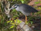 Yellow-crowned Night-Heron