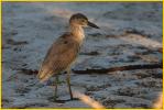 Juvenile<BR>Yell-Crowned Night-Heron