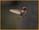 Anna's Hummingbird