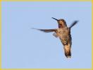 Female<BR>Anna's Hummingbird