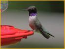 Black-chinned Hummingbird