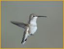 Immature<BR>Black-chinned Hummingbird