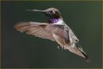 Black-chinned Hummingbird