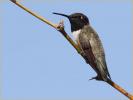 Black-chinned Hummingbird