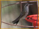 Female<BR>Blue-throated Hummingbird