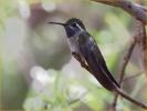 Blue-throated Hummingbird