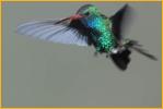 Broad-billed Hummingbird