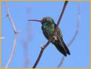 Broad-billed Hummingbird
