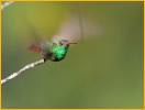 Buff-bellied Hummingbird