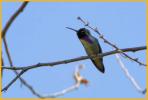 Costa's Hummingbird