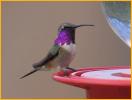 Lucifer Hummingbird