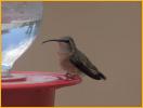 Female<BR>Lucifer Hummingbird