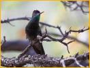 Magnificent Hummingbird
