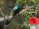 Magnificent Hummingbird