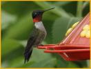 Ruby-throated Hummingbird
