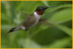 Ruby-throated Hummingbird