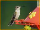 Juvenile <BR>Ruby-throated Hummingbird