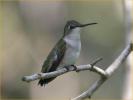 Female<BR>Ruby-throated Hummingbird