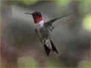 Ruby-throated Hummingbird