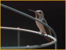 Female<BR>Rufous Hummingbird