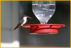 Violet-crowned Hummingbird