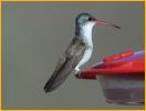 Female<BR>Violet-crowned Humming