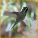 White-eared Hummingbird
