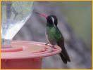 White-eared Hummingbird