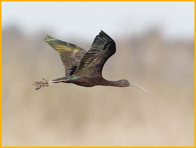 Nonbreeding<BR>Glossy Ibis