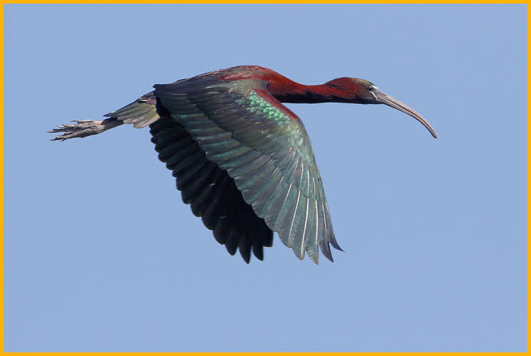 Glossy Ibis