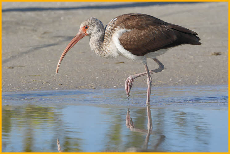 Juvenile<BR>White Ibis