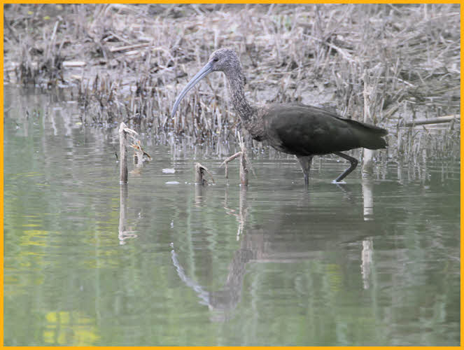 Juvenile<BR>White-faced Ibis